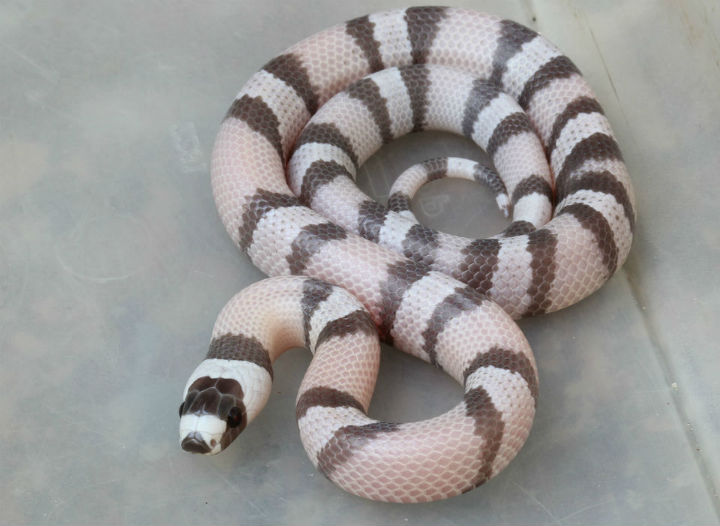 Honduran Milk Snake